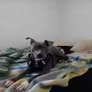adoptable Dog in Winston Salem, NC named Bella