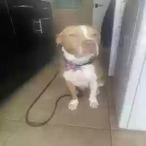 adoptable Dog in Lutz, FL named Cia