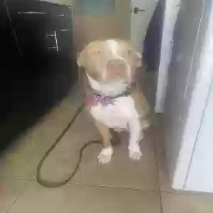 adoptable Dog in Lutz, FL named Cia