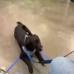 adoptable Dog in Waco, TX named Freyja