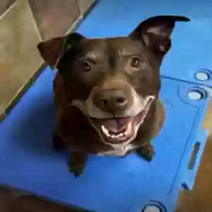 adoptable Dog in Orange, NJ named Choco