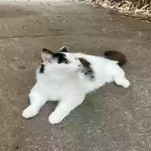 adoptable Cat in Greensboro, NC named Giselle