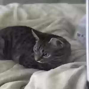 adoptable Cat in Conley, GA named Bella and Blue