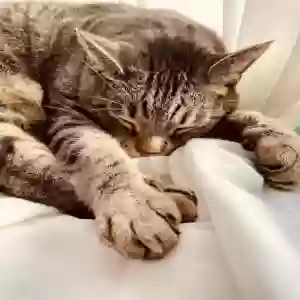 adoptable Cat in Anaheim, CA named Cabbage
