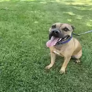 adoptable Dog in Sublette, KS named Mars