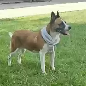 /images/pets/original/2184839_75268_4168110582452735724.webp