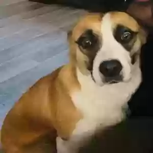 adoptable Dog in Dallas, TX named Buttercup
