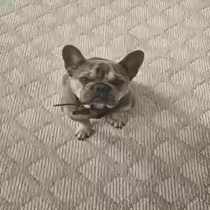 adoptable Dog in Grayson, GA named Tatum