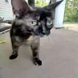 adoptable Cat in Parkersburg, WV named Unknown