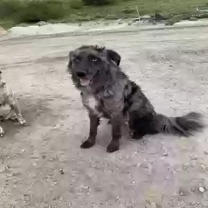 adoptable Dog in Caldwell, ID named Rooster