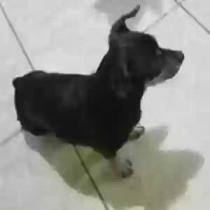 /images/pets/original/2184859_14606_Messenger_creation_F3A1EDEB-9B28-40C5-BBFB-F1ECC7E4631F.webp