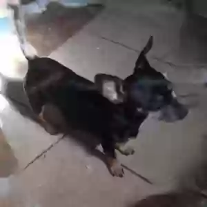 /images/pets/original/2184859_28624_Messenger_creation_2F143073-EBBD-463C-A437-387F877DB062.webp