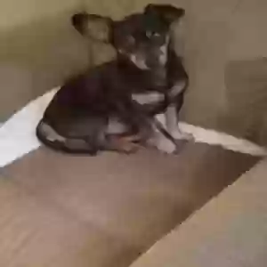 adoptable Dog in Sebring, FL named Stumpy