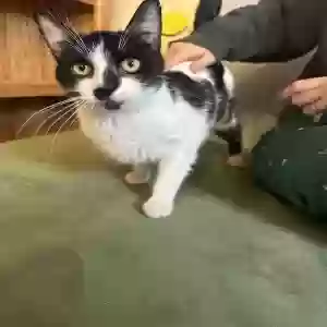 adoptable Cat in De Soto, IA named Ramen