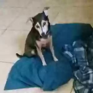 adoptable Dog in Sebring, FL named Little bit