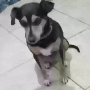adoptable Dog in Sebring, FL named GiGi