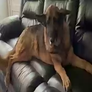 adoptable Dog in Rome, GA named Khole