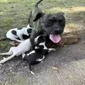 adoptable Dog in Little Rock, AR named Momma dog