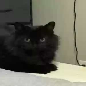 adoptable Cat in Mcdonough, GA named Leo