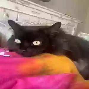 /images/pets/original/2184869_actual_two.webp