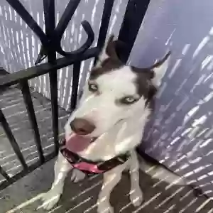 adoptable Dog in Newark, NJ named Kila