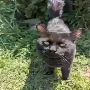 adoptable Cat in Imlay City, MI named Stormy