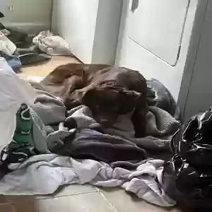 adoptable Dog in Knoxville, TN named Hershey