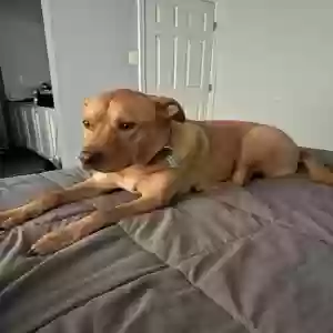 adoptable Dog in New Castle, DE named Brodie