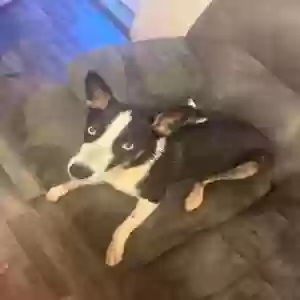 adoptable Dog in Mount Pleasant, NC named Daisy Mae and Jolene - Sisters