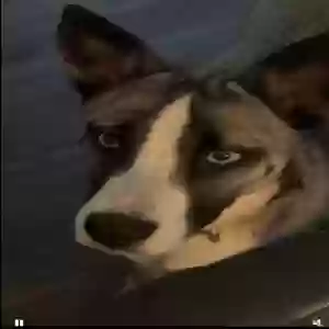 /images/pets/original/2184890_actual_two.webp