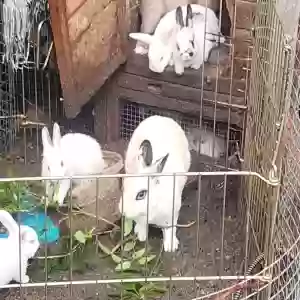 adoptable Unknown in Algonac, MI named Bunnies