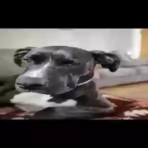 /images/pets/original/2184904_11357_Messenger_creation_9EFCF672-0430-4E3F-8F2C-30E377453012.webp