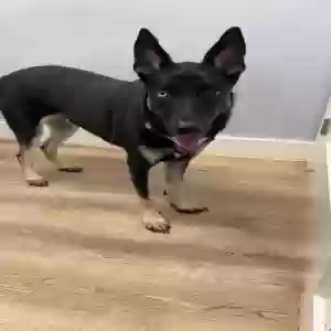 adoptable Dog in Flower Mound, TX named Storm