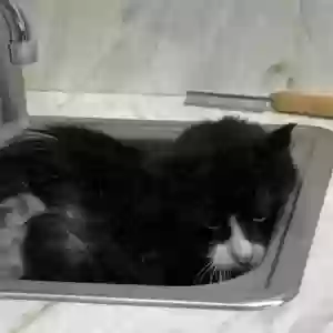 adoptable Cat in Glen Burnie, MD named Kitty