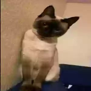 adoptable Cat in Stockbridge, GA named Princess