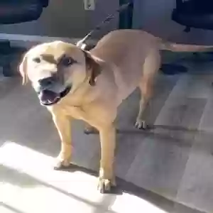 adoptable Dog in Chino Valley, AZ named Grizzly