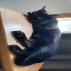 adoptable Cat in Fenton, MI named Percee
