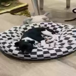 adoptable Dog in Brooklyn, NY named Oreo