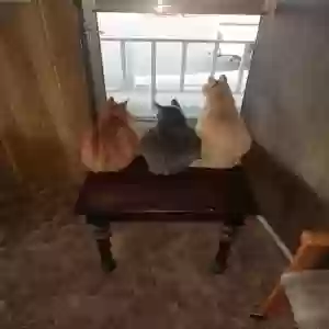 adoptable Cat in Salem, OR named Smokey, Junior, and Kitty
