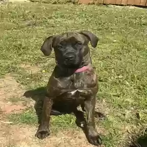 adoptable Dog in Buford, GA named Athena