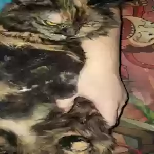 /images/pets/original/2184929_42533_Snapchat-1498411730.webp