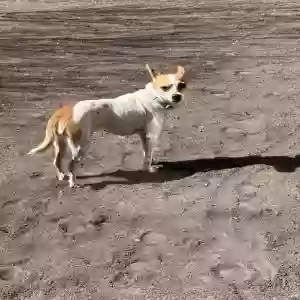 adoptable Dog in Spring, TX named Hellen