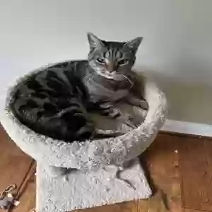 adoptable Cat in Warrenton, VA named Oliver