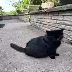 adoptable Cat in Cincinnati, OH named Unknown