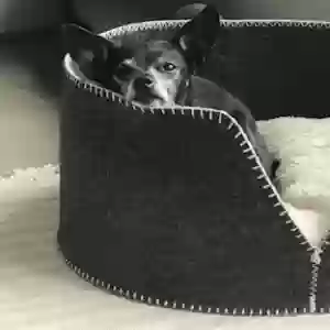 adoptable Dog in Atlanta, GA named Coco