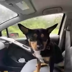 adoptable Dog in Jackson, GA named Budaroo