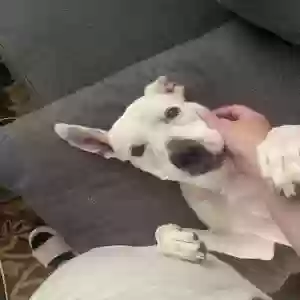 adoptable Dog in Cincinnati, OH named Lucy