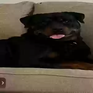adoptable Dog in Stafford, VA named Rockie