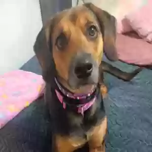 adoptable Dog in Buchanan, GA named Mallie