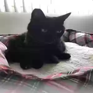 adoptable Cat in Redondo Beach, CA named Layla